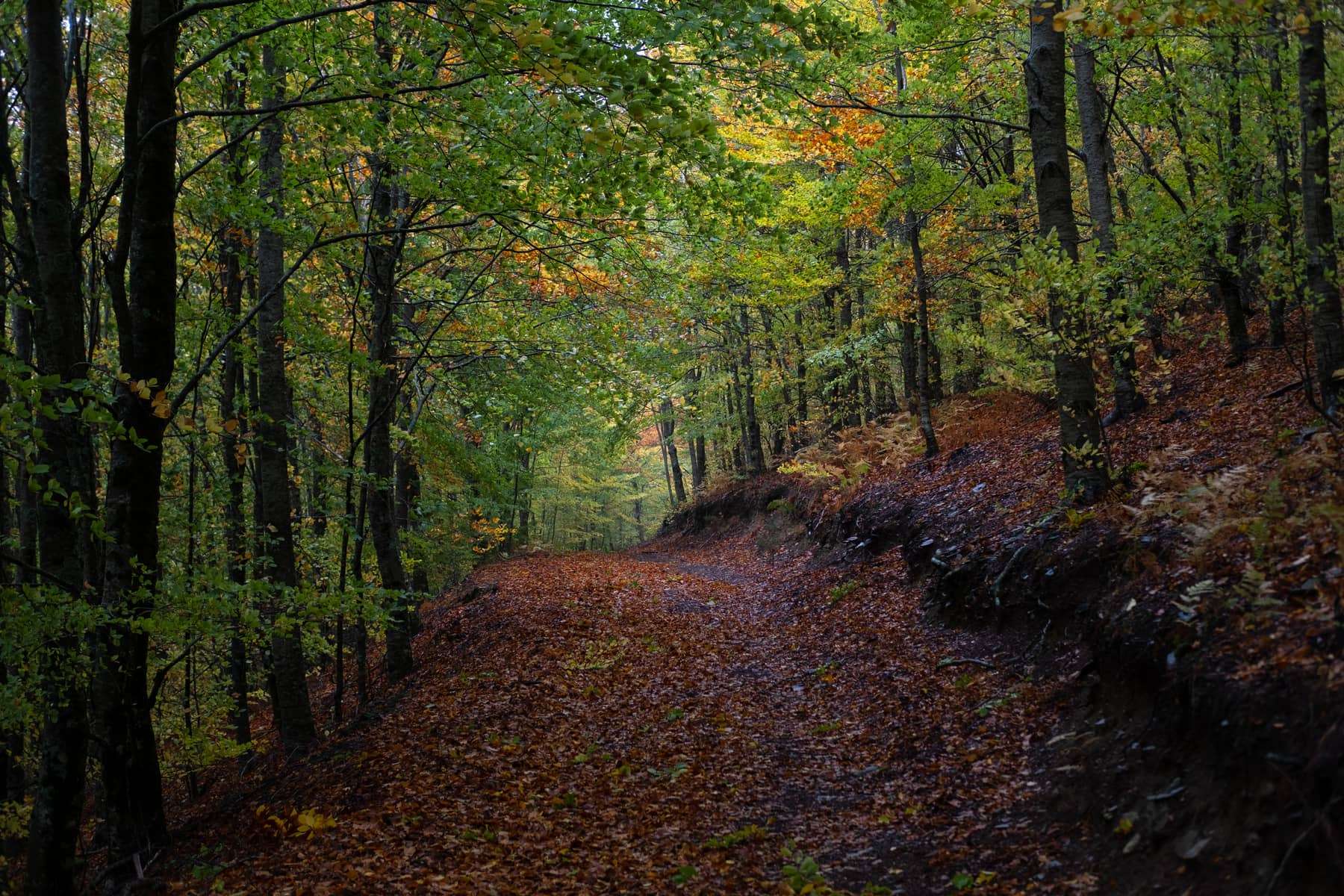 A leaf-strewn forest track running through autumn woodland in northern Portugal