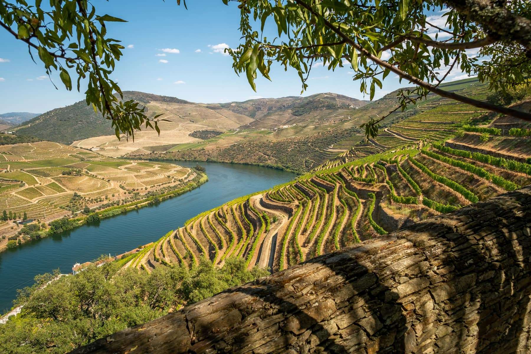 Terraced vineyards on steep hillsides above a bend in the Douro river