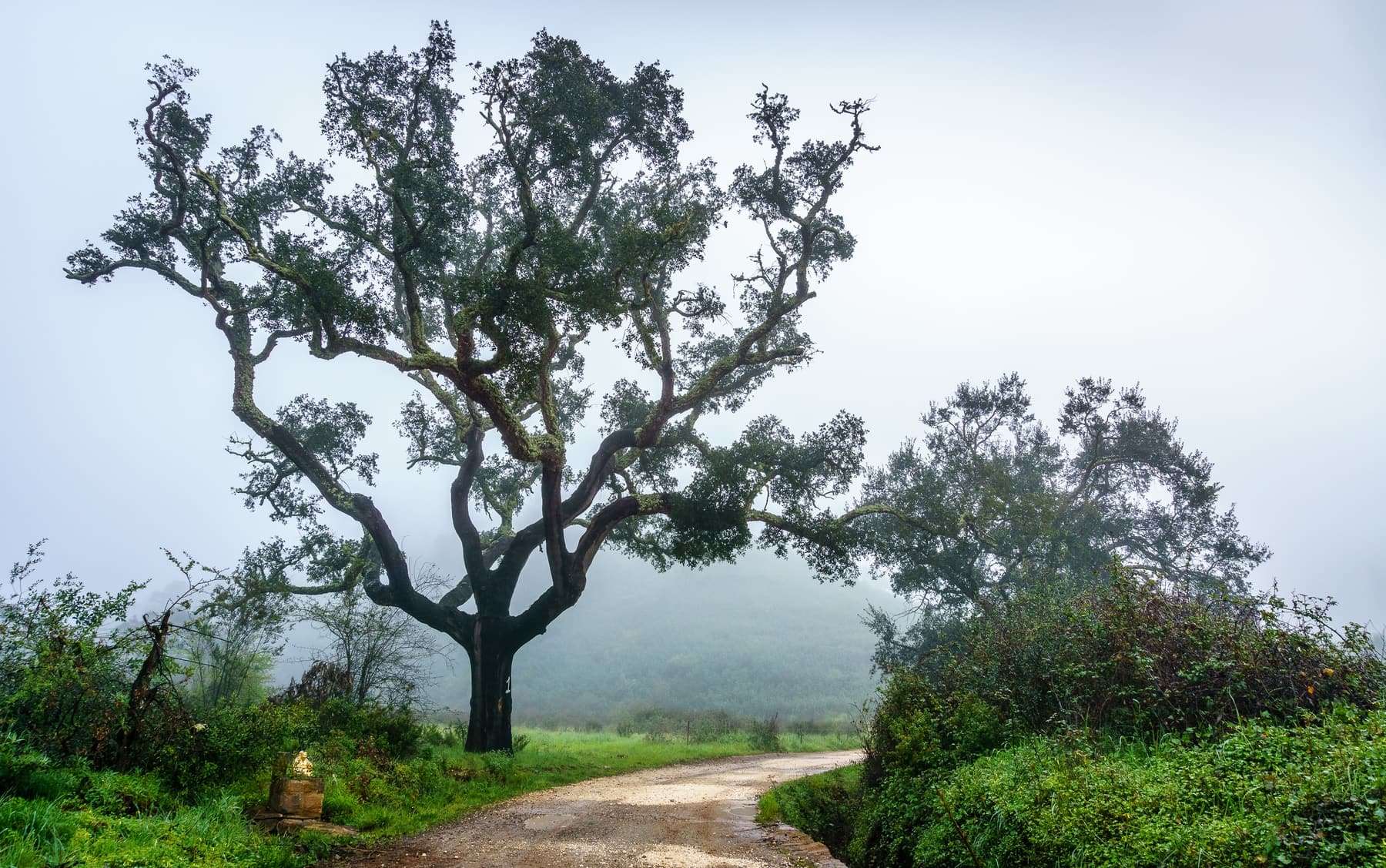 A lone cork oak beside a misty gravel road in the Portuguese countryside